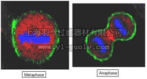 merck millipore,默克密理博,ABT120,Anti-Protein Regulator of Cytokinesis 1 (PRC1) Antibody