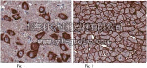 merck millipore,默克密理博,ABT121,Anti-T-cadherin (CDH13) Antibody