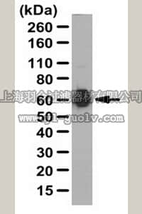 merck millipore,默克密理博,ABT124,Anti-Fibromodulin Antibody