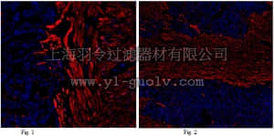 merck millipore,默克密理博,ABT129,Anti-Calponin-1 Antibody