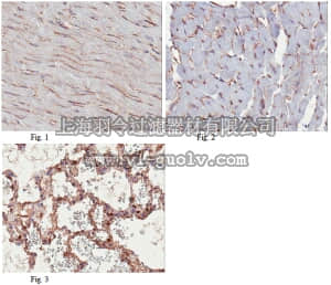 merck millipore,默克密理博,ABT131,Anti-PTRF/cavin-1 Antibody