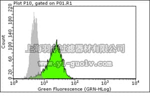 merck millipore,默克密理博,ABT135,Anti-phospho-FAK (Tyr397) Antibody