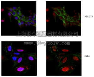 merck millipore,默克密理博,ABT137,Anti-ACF7/MACF1a Antibody