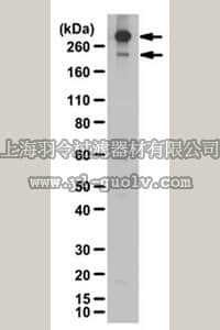 merck millipore,默克密理博,ABT138,Anti-Stabilin-2 Antibody