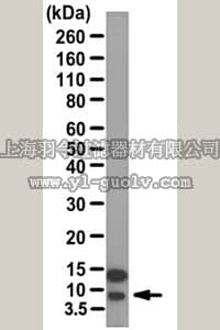 merck millipore,默克密理博,ABT13,Anti-Sarcolipin Antibody