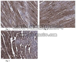 merck millipore,默克密理博,ABT140,Anti-Dynein light chain 2 Antibody