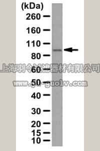 merck millipore,默克密理博,ABT142,Anti-PLK-4 Antibody