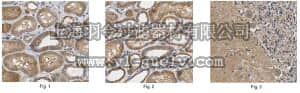 merck millipore,默克密理博,ABT143,Anti-L1CAM Antibody