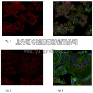 merck millipore,默克密理博,ABT144,Anti-PAK4 Antibody