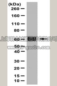 merck millipore,默克密理博,ABT146,Anti-Occludin Antibody