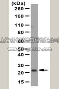 merck millipore,默克密理博,ABT148,Anti-Claudin-11 Antibody