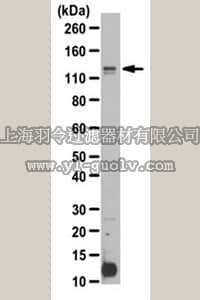 merck millipore,默克密理博,ABT149,Anti-KIF11 Antibody