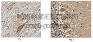 merck millipore,默克密理博,ABT153,Anti-Protocadherin-8 Antibody