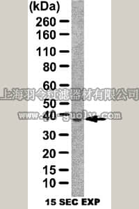 merck millipore,默克密理博,ABT154,Anti-Cerberus Antibody