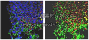 merck millipore,默克密理博,ABT155,Anti-Dynamin related protein 1 (Drp1) Antibody
