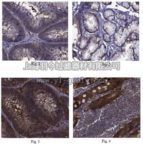 merck millipore,默克密理博,ABT156,Anti-CO-029 Antibody