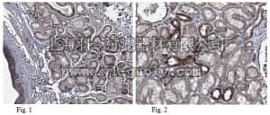 merck millipore,默克密理博,ABT157,Anti-Syndecan-4 Antibody