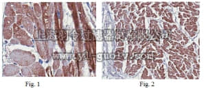 merck millipore,默克密理博,ABT160,Anti-Obscurin Antibody