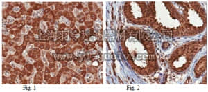 merck millipore,默克密理博,ABT161,Anti-HepaCAM-1 Antibody