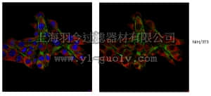merck millipore,默克密理博,ABT162,Anti-GCC185 Antibody
