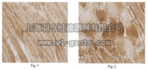merck millipore,默克密理博,ABT163,Anti-MYBPH Antibody