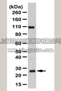 merck millipore,默克密理博,ABT165,Anti-RAB8A Antibody