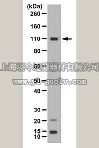 merck millipore,默克密理博,ABT166,Anti-NEDD9 Antibody
