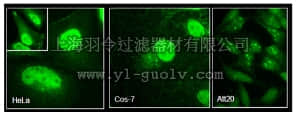 merck millipore,默克密理博,ABT168,Anti-Girdin Antibody