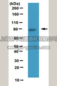 merck millipore,默克密理博,ABT174,Anti-LGN Antibody