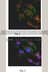 merck millipore,默克密理博,ABT182,Anti-Nesprin-2 Antibody