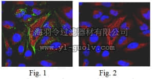 merck millipore,默克密理博,ABT183,Anti-Spectrin beta chain Antibody, brain 2