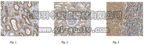 merck millipore,默克密理博,ABT184,Anti-SPTBN1 Antibody