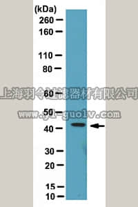 merck millipore,默克密理博,ABT22,Anti-Endophilin-A1 Antibody