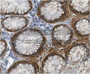 merck millipore,默克密理博,ABT242,Anti-Galectin-4 Antibody