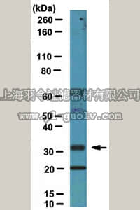 merck millipore,默克密理博,ABT27,Anti-TFPI-2 Antibody