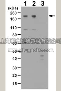 merck millipore,默克密理博,ABT282,Anti-phospho-NUMA1 Antibody (Thr2055)