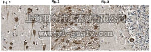 merck millipore,默克密理博,ABT283,Anti-Cadherin-11/OB Cadherin Antibody