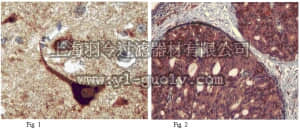 merck millipore,默克密理博,ABT28,Anti-Autotaxin Antibody