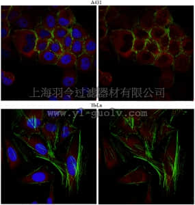 merck millipore,默克密理博,ABT291,Anti-DOCK3 Antibody