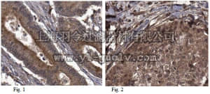 merck millipore,默克密理博,ABT292,Anti-POSTN Antibody