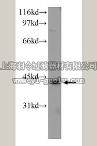 merck millipore,默克密理博,ABT297,Anti-CHAD Antibody