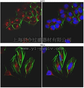 merck millipore,默克密理博,ABT298,Anti-STX8 Antibody