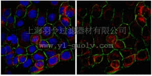 merck millipore,默克密理博,ABT29,Anti-Tensin-3 Antibody