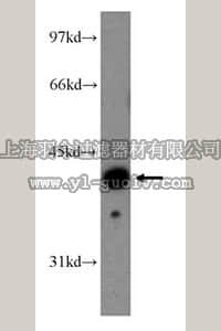 merck millipore,默克密理博,ABT300,Anti-FMOD Antibody