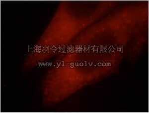 merck millipore,默克密理博,ABT302,Anti-TRIM54 Antibody