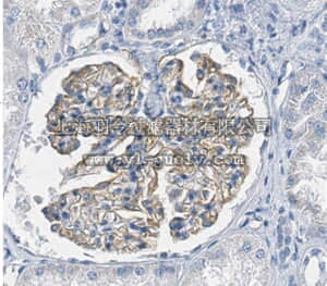 merck millipore,默克密理博,ABT319,Anti-Nephrin Antibody