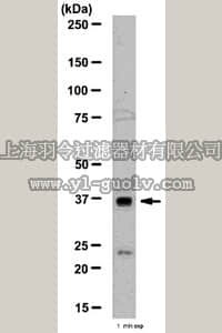 merck millipore,默克密理博,ABT31,Anti-JAM-C Antibody