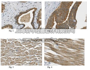 merck millipore,默克密理博,ABT330,Anti-TSLP Antibody