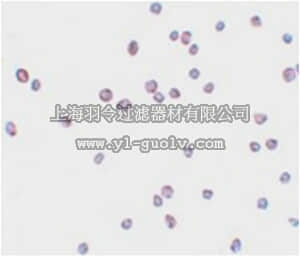 merck millipore,默克密理博,ABT332,Anti-ZEB2 Antibody