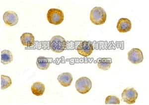 merck millipore,默克密理博,ABT333,Anti-IL-1RAcP Antibody